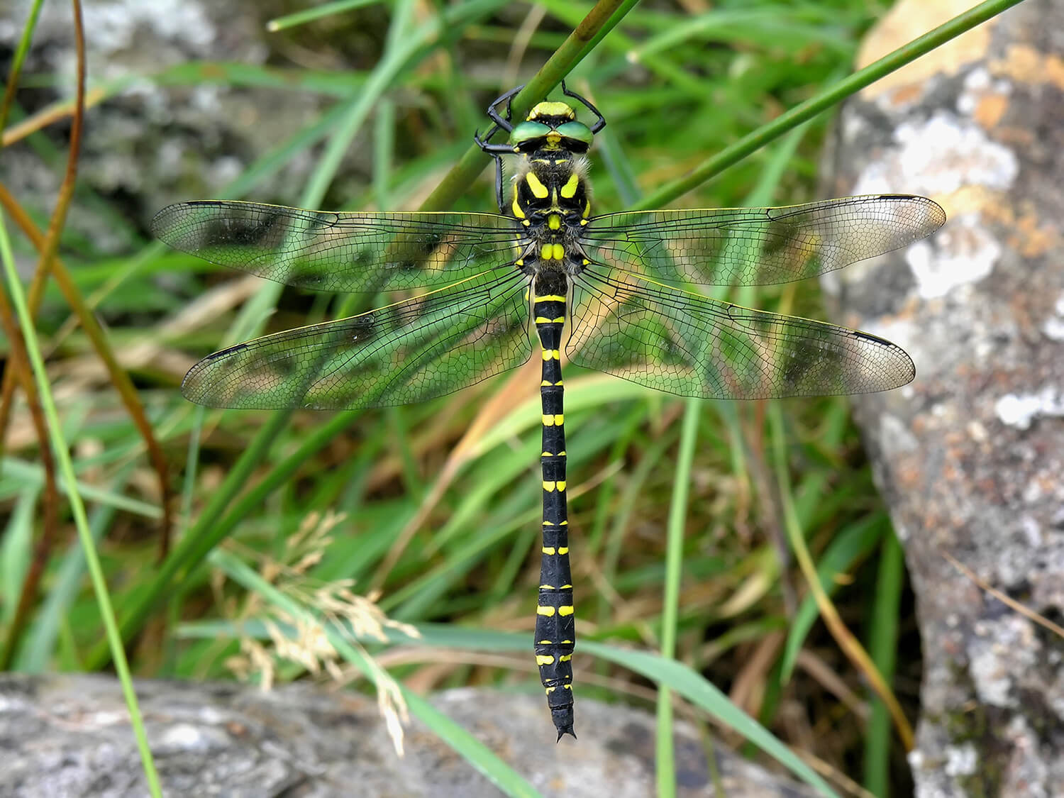 Male Cordulegaster boltonii by David Kitching